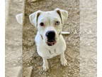 Boxer DOG FOR ADOPTION RGADN-1390873 - Zyta - Boxer Dog For Adoption
