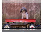 Poodle (Toy) DOG FOR ADOPTION RGADN-1390874 - Sophie - Poodle (Toy) (short coat)