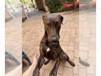 Plott Hound-Weimaraner Mix DOG FOR ADOPTION RGADN-1390889 - TIGGER #3 - Plott