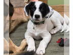 German Shorthaired Lab DOG FOR ADOPTION RGADN-1390895 - Afton - German
