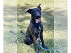 Dutch Shepherd Mix DOG FOR ADOPTION RGADN-1390897 - Jaxon Lonestar - Dutch