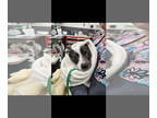 Jack Chi DOG FOR ADOPTION RGADN-1390900 - LANI - Jack Russell Terrier /