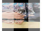 Jack Chi DOG FOR ADOPTION RGADN-1390902 - DR.PEPPER - Jack Russell Terrier /