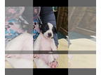 Jack Chi DOG FOR ADOPTION RGADN-1390903 - FANTA - Jack Russell Terrier /