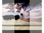 Jack Chi DOG FOR ADOPTION RGADN-1390905 - SPRITE - Jack Russell Terrier /