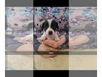 Jack Chi DOG FOR ADOPTION RGADN-1390907 - PEPSI - Jack Russell Terrier /