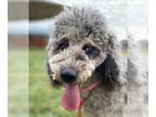 Bernedoodle DOG FOR ADOPTION RGADN-1390911 - Harper Oct 24 - Poodle (Standard) /