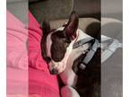 Boston Terrier Mix DOG FOR ADOPTION RGADN-1390912 - Olive - Boston Terrier /