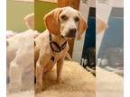 Beagle Mix DOG FOR ADOPTION RGADN-1390919 - Lucky - Beagle / Mixed (short coat)