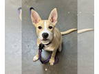 Sheprador DOG FOR ADOPTION RGADN-1390923 - Karma NJ - Labrador Retriever /