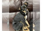Sheprador DOG FOR ADOPTION RGADN-1390928 - Ronan - Labrador Retriever /
