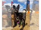 Schipperke Mix DOG FOR ADOPTION RGADN-1390932 - Samuel - Terrier / Schipperke /