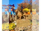 Catahoula Leopard Dog-Coonhound Mix DOG FOR ADOPTION RGADN-1390934 - Sax -