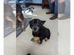 Feist Terrier Mix DOG FOR ADOPTION RGADN-1390937 - Dixie Bell - Feist / Mixed