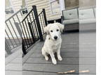 Maremma Sheepdog DOG FOR ADOPTION RGADN-1390938 - Annie - Maremma Sheepdog