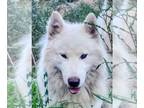 Huskies Mix DOG FOR ADOPTION RGADN-1390940 - Marty - Husky / Mixed (long coat)