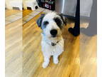 Australian Shepherd Mix DOG FOR ADOPTION RGADN-1390948 - Gaia Blue - Australian