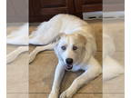 Mix DOG FOR ADOPTION RGADN-1390956 - Toby - Akbash / Border Collie (medium