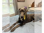 Great Dane DOG FOR ADOPTION RGADN-1390957 - Dewey - Great Dane (short coat) Dog