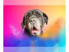 Neapolitan Mastiff DOG FOR ADOPTION RGADN-1390959 - Livia - Neapolitan Mastiff