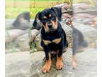 Rottweiler Mix DOG FOR ADOPTION RGADN-1390960 - Vera - Rottweiler / Mixed Dog