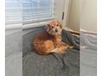 Pomeranian Mix DOG FOR ADOPTION RGADN-1390962 - Fauxy - Pomeranian / Mixed