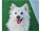 Pomeranian-pomeranian spitz Mix DOG FOR ADOPTION RGADN-1390970 - Chichi -