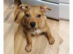 Retriever Mix DOG FOR ADOPTION RGADN-1390972 - Chewbacca - Retriever / Mixed Dog