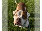 Mastiff DOG FOR ADOPTION RGADN-1390979 - JUMBO - Mastiff (medium coat) Dog For