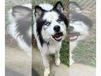 Mix DOG FOR ADOPTION RGADN-1390982 - Loki - Husky (long coat) Dog For Adoption