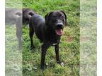 Labbe DOG FOR ADOPTION RGADN-1390984 - Lenny (Rochester, NY) - Beagle / Labrador