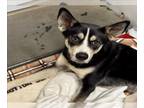 Australian Kelpie-Siberian Husky Mix DOG FOR ADOPTION RGADN-1390988 - JESSIE -