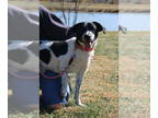 Pointer Mix DOG FOR ADOPTION RGADN-1390997 - Buster - Pointer / Mixed Dog For