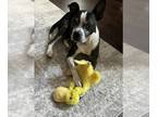 Boston Terrier Mix DOG FOR ADOPTION RGADN-1390998 - Norman - Boston Terrier /