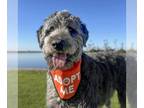 Bearded Collie-Poodle (Miniature) Mix DOG FOR ADOPTION RGADN-1391007 - Wray -