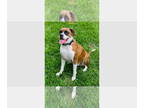 Boxer DOG FOR ADOPTION RGADN-1391009 - Rosco IV - Boxer Dog For Adoption