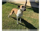 American Foxhound DOG FOR ADOPTION RGADN-1391012 - MELLIE - American Foxhound