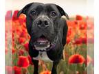 Mastiff-Staffordshire Bull Terrier Mix DOG FOR ADOPTION RGADN-1391022 - POPPY -