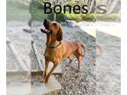 Labloodhound DOG FOR ADOPTION RGADN-1391027 - Bones - Bloodhound / Labrador