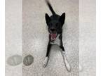 Border Collie Mix DOG FOR ADOPTION RGADN-1391037 - Apollo - Border Collie /