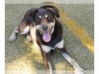 Doberman Pinscher Mix DOG FOR ADOPTION RGADN-1391041 - FRED - Doberman Pinscher