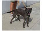Australian Kelpie DOG FOR ADOPTION RGADN-1391050 - ELLA - Australian Kelpie