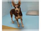 Siberian Husky Mix DOG FOR ADOPTION RGADN-1391061 - BEAR - Siberian Husky /