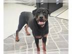 Rottweiler DOG FOR ADOPTION RGADN-1391063 - WAVE - Rottweiler (medium coat) Dog