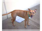 Black Mouth Cur Mix DOG FOR ADOPTION RGADN-1391068 - Terry - Black Mouth Cur /