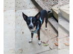 Siberian Husky Mix DOG FOR ADOPTION RGADN-1391073 - Atlas - Siberian Husky /