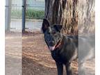 Chow Chow Mix DOG FOR ADOPTION RGADN-1391080 - *BETTY - Chow Chow / Mixed
