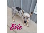 Australian Shepherd Mix DOG FOR ADOPTION RGADN-1391088 - Evie - Australian