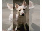 Huskies Mix DOG FOR ADOPTION RGADN-1391092 - Marsican - Husky / Mixed (medium
