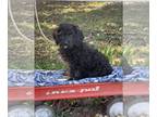 Cockapoo-Poodle (Toy) Mix DOG FOR ADOPTION RGADN-1391096 - AJ/ ADOPTED -